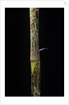 Phyllostachys bambusoides 'Holochrysa' (allgold bamboo) - young culm by Anonymous