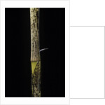 Phyllostachys bambusoides 'Holochrysa' (allgold bamboo) - young culm by Anonymous