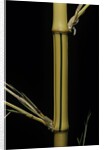 Phyllostachys bambusoides 'Holochrysa' (allgold bamboo) by Anonymous