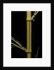 Phyllostachys bambusoides 'Holochrysa' (allgold bamboo) by Anonymous