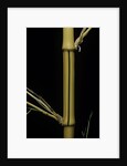 Phyllostachys bambusoides 'Holochrysa' (allgold bamboo) by Anonymous