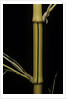 Phyllostachys bambusoides 'Holochrysa' (allgold bamboo) by Anonymous