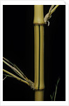 Phyllostachys bambusoides 'Holochrysa' (allgold bamboo) by Anonymous