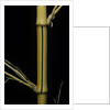 Phyllostachys bambusoides 'Holochrysa' (allgold bamboo) by Anonymous