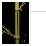 Phyllostachys bambusoides 'Holochrysa' (allgold bamboo) by Anonymous
