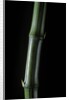 Phyllostachys bambusoides 'Marliacea' (Japanese timbler bamboo) by Anonymous