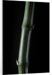 Phyllostachys bambusoides 'Marliacea' (Japanese timbler bamboo) by Anonymous