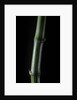 Phyllostachys bambusoides 'Marliacea' (Japanese timbler bamboo) by Anonymous