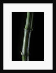 Phyllostachys bambusoides 'Marliacea' (Japanese timbler bamboo) by Anonymous