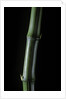 Phyllostachys bambusoides 'Marliacea' (Japanese timbler bamboo) by Anonymous