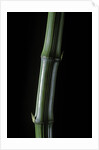 Phyllostachys bambusoides 'Marliacea' (Japanese timbler bamboo) by Anonymous