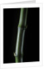 Phyllostachys bambusoides 'Marliacea' (Japanese timbler bamboo) by Anonymous