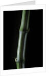 Phyllostachys bambusoides 'Marliacea' (Japanese timbler bamboo) by Anonymous