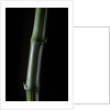 Phyllostachys bambusoides 'Marliacea' (Japanese timbler bamboo) by Anonymous