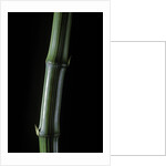 Phyllostachys bambusoides 'Marliacea' (Japanese timbler bamboo) by Anonymous