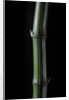 Phyllostachys bambusoides 'Marliacea' (Japanese timbler bamboo) by Anonymous