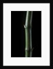 Phyllostachys bambusoides 'Marliacea' (Japanese timbler bamboo) by Anonymous