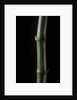 Phyllostachys bambusoides 'Marliacea' (Japanese timbler bamboo) by Corbis