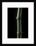 Phyllostachys bambusoides 'Marliacea' (Japanese timbler bamboo) by Corbis