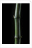 Phyllostachys bambusoides 'Marliacea' (Japanese timbler bamboo) by Anonymous