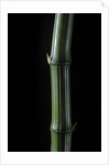 Phyllostachys bambusoides 'Marliacea' (Japanese timbler bamboo) by Anonymous