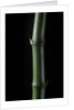 Phyllostachys bambusoides 'Marliacea' (Japanese timbler bamboo) by Anonymous