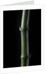 Phyllostachys bambusoides 'Marliacea' (Japanese timbler bamboo) by Anonymous