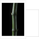 Phyllostachys bambusoides 'Marliacea' (Japanese timbler bamboo) by Corbis