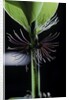 Phyllostachys bambusoides 'Violascens' (Japanese timbler bamboo) - cilia by Anonymous