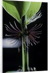 Phyllostachys bambusoides 'Violascens' (Japanese timbler bamboo) - cilia by Anonymous