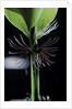 Phyllostachys bambusoides 'Violascens' (Japanese timbler bamboo) - cilia by Anonymous