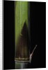 Phyllostachys bambusoides 'Violascens' (Japanese timbler bamboo) - young culm by Anonymous