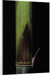 Phyllostachys bambusoides 'Violascens' (Japanese timbler bamboo) - young culm by Anonymous