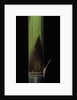 Phyllostachys bambusoides 'Violascens' (Japanese timbler bamboo) - young culm by Anonymous