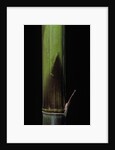 Phyllostachys bambusoides 'Violascens' (Japanese timbler bamboo) - young culm by Anonymous
