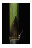 Phyllostachys bambusoides 'Violascens' (Japanese timbler bamboo) - young culm by Anonymous