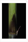 Phyllostachys bambusoides 'Violascens' (Japanese timbler bamboo) - young culm by Anonymous
