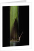 Phyllostachys bambusoides 'Violascens' (Japanese timbler bamboo) - young culm by Anonymous