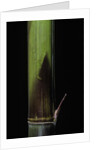Phyllostachys bambusoides 'Violascens' (Japanese timbler bamboo) - young culm by Anonymous