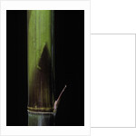 Phyllostachys bambusoides 'Violascens' (Japanese timbler bamboo) - young culm by Anonymous