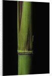 Phyllostachys bambusoides 'Violascens' (Japanese timbler bamboo) - young culm by Anonymous