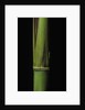 Phyllostachys bambusoides 'Violascens' (Japanese timbler bamboo) - young culm by Anonymous