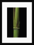 Phyllostachys bambusoides 'Violascens' (Japanese timbler bamboo) - young culm by Anonymous