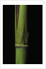 Phyllostachys bambusoides 'Violascens' (Japanese timbler bamboo) - young culm by Anonymous