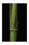 Phyllostachys bambusoides 'Violascens' (Japanese timbler bamboo) - young culm by Anonymous