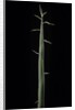 Phyllostachys bambusoides 'Violascens' (Japanese timbler bamboo) - shoot by Anonymous