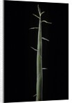 Phyllostachys bambusoides 'Violascens' (Japanese timbler bamboo) - shoot by Anonymous
