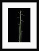 Phyllostachys bambusoides 'Violascens' (Japanese timbler bamboo) - shoot by Anonymous