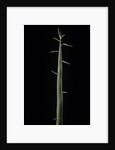 Phyllostachys bambusoides 'Violascens' (Japanese timbler bamboo) - shoot by Anonymous