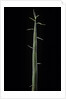 Phyllostachys bambusoides 'Violascens' (Japanese timbler bamboo) - shoot by Anonymous